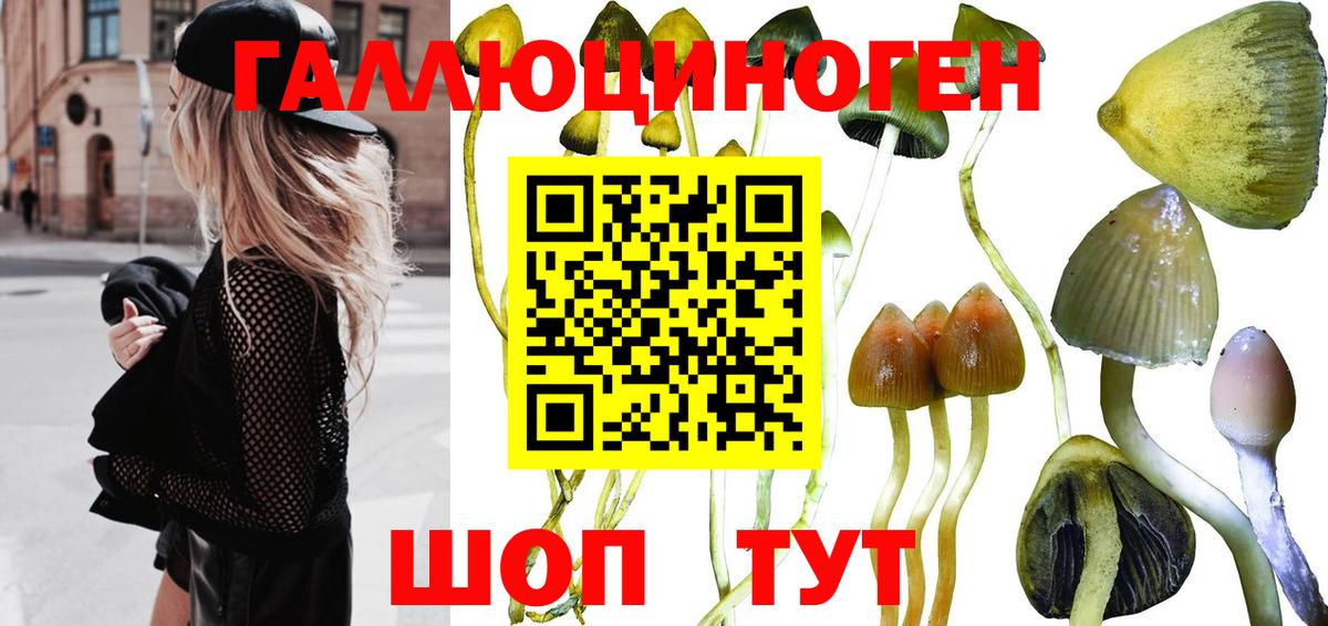 Галлюциногенные грибы Psilocybe Алапаевск